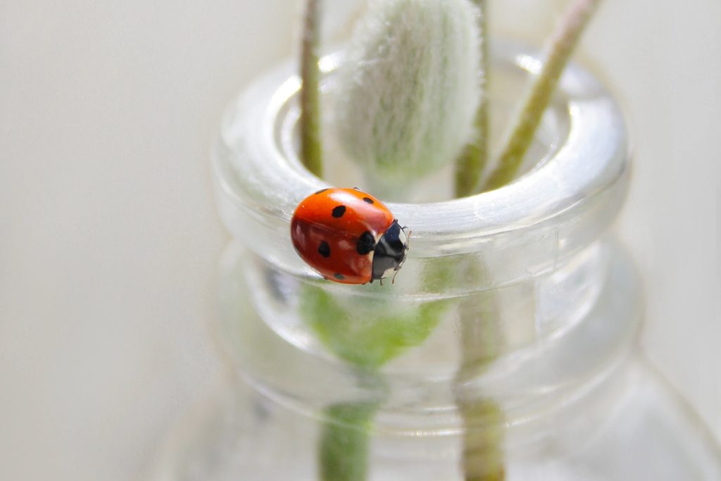 A close up picture of a ladybug on a flower jar.